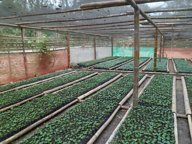 Uno de nuestros viveros de Bourbon amarillo Uno de nuestros viveros de Bourbon amarillo